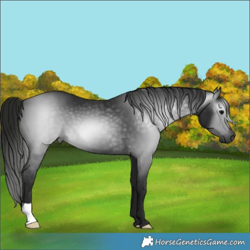 Horse Color:Gray Black 
