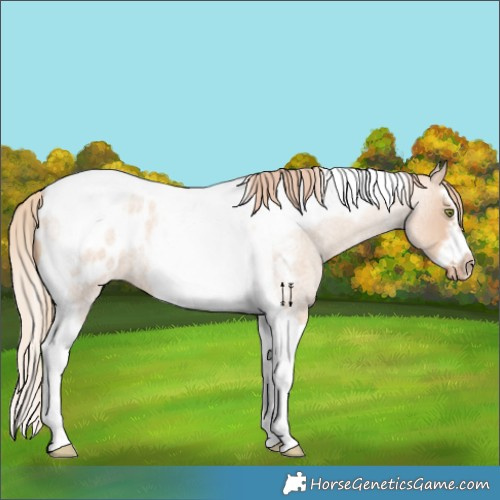 Horse Color:Gold Champagne Roan Dun Splash Tobiano Frame Appaloosa Rabicano 
