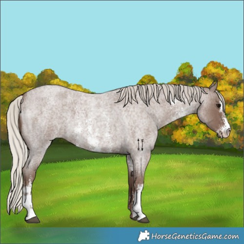 Horse Color:Silver Blue Roan Sabino 