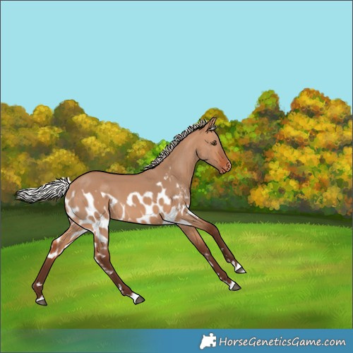 Horse Color:Silver Bay Dun Skewed Appaloosa