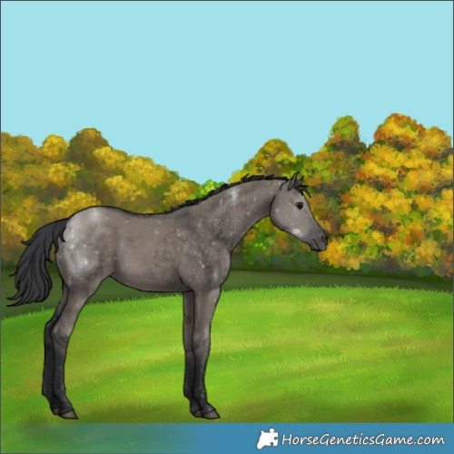 Horse Color:Void Grullo 