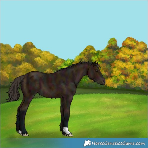 Horse Color:Midnight Bay Ice 