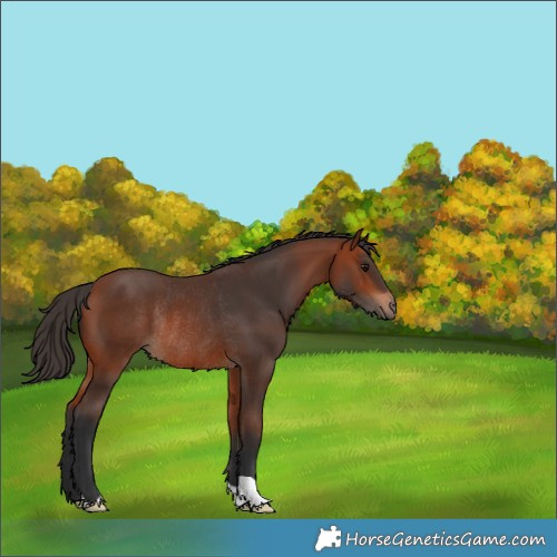Horse Color:Bay Rabicano 