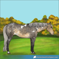 Horse Color:White Spotted Silver Buckskin Varnish Rabicano