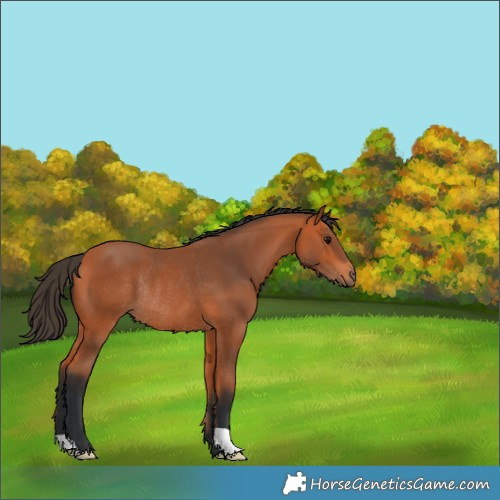 Horse Color:Bay Rabicano 