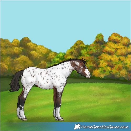 Horse Color:Brown Near Leopard 