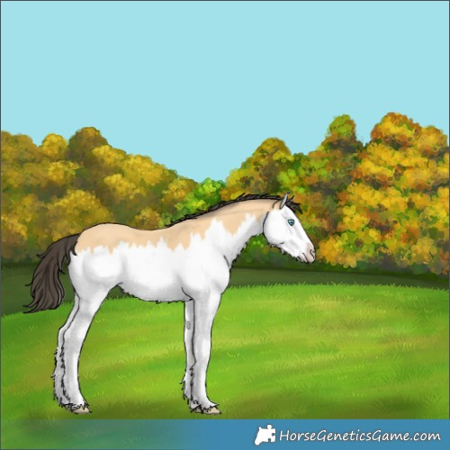 Horse Color:Buckskin Splash 