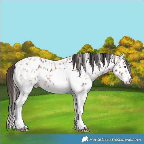 Horse Color:Bay Sabino Near Leopard 
