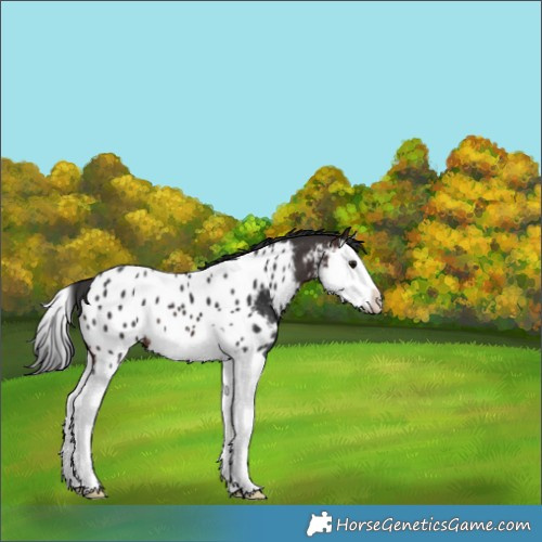 Horse Color:Brown Splash Near Leopard 