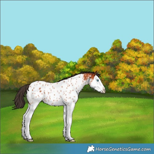 Horse Color:Bay Splash Near Leopard 