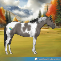 Horse Color:Grullo Tobiano
