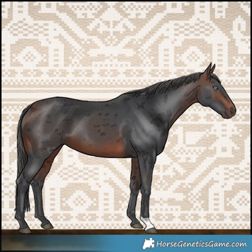 Horse Color:Brown Merle 