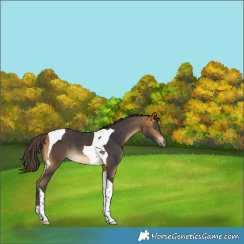 Horse Color:Buckskin Tobiano