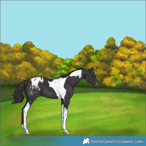 Horse Color:Smoky Black Tobiano Appaloosa 