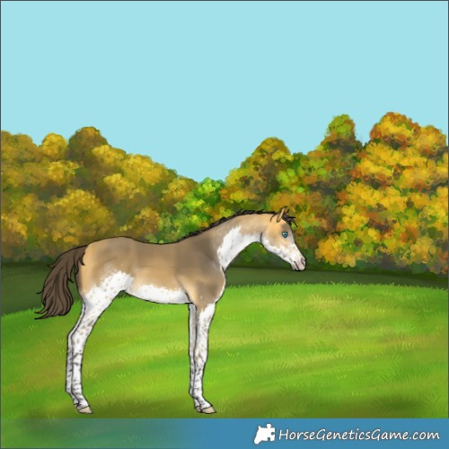 Horse Color:Buckskin Splash Rabicano