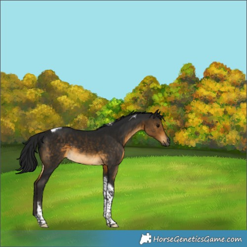 Horse Color:Gray Buckskin Tobiano