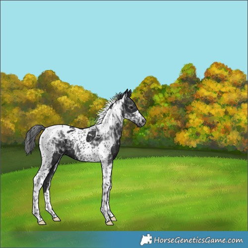 Horse Color:Gray Black Tobiano 