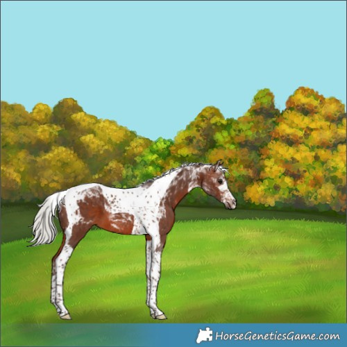 Horse Color:Silver Brown Tobiano 