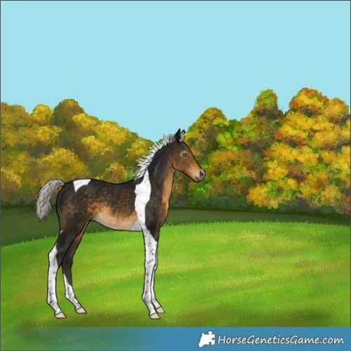 Horse Color:Gray Silver Buckskin Tobiano Appaloosa 