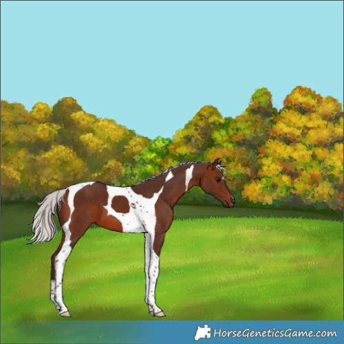 Horse Color:Silver Brown Tobiano 