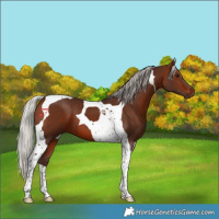 Horse Color:Silver Brown Tobiano 