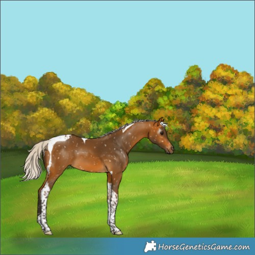 Horse Color:Gray Silver Buckskin Tobiano Appaloosa 