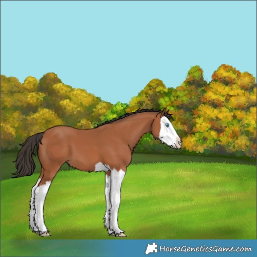 Horse Color:Bay Splash 