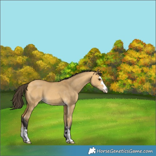 Horse Color:Buckskin Dun 