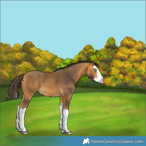 Horse Color:Buckskin Splash 
