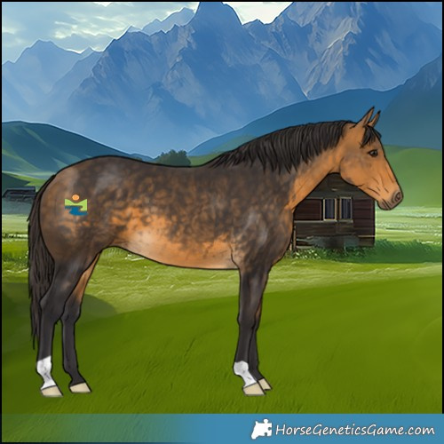 Horse Color:Buckskin 