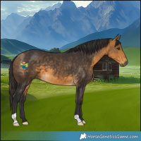 Horse Color:Buckskin 