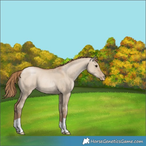 Horse Color:Grullo Pearl 