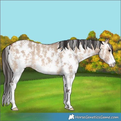 Horse Color:Bay Dun Sabino Rabicano 