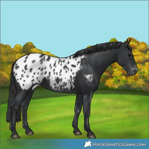 Horse Color:Black Appaloosa 