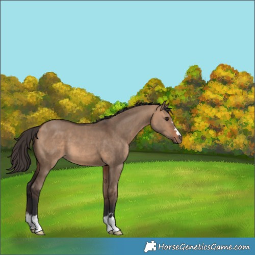 Horse Color:Bay Dun 