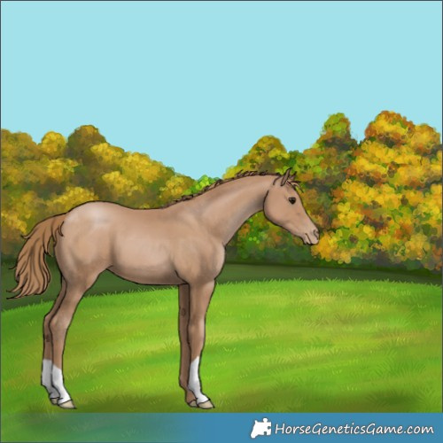 Horse Color:Black Pearl 