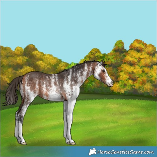 Horse Color:White Spotted Bay Rabicano 