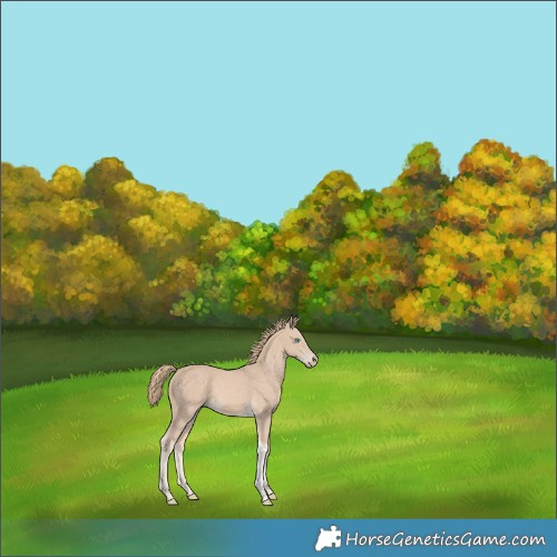 Horse Color:Perlino Tobiano Rabicano 