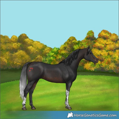 Horse Color:Brown Tobiano Rabicano 
