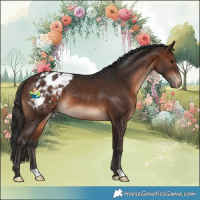 Horse Color:Brown Appaloosa Rabicano 