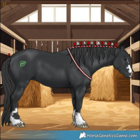 Horse Color:Black 