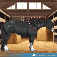 Horse Color:Black 