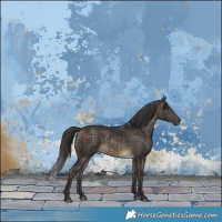 Horse Color:Buckskin 