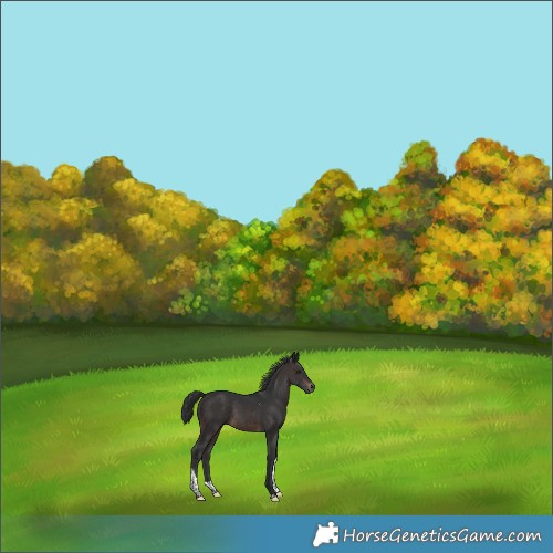 Horse Color:Brown Tobiano 