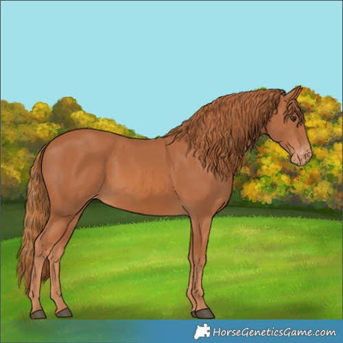 Horse Color:Chestnut Appaloosa 