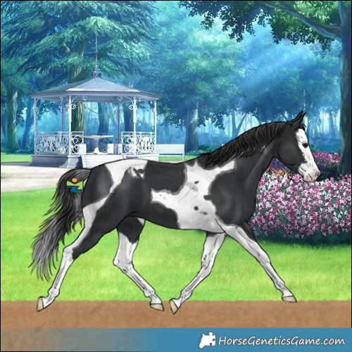 Horse Color:Black Splash Tobiano 