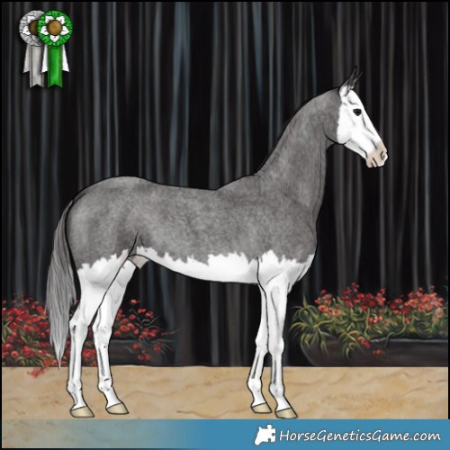 Horse Color:Smoky Blue Roan Splash