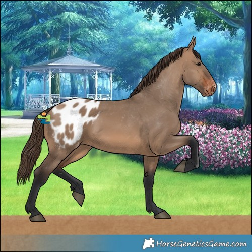 Horse Color:Brown Dun Blanket 
