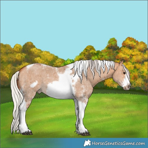 Horse Color:Silver Bay Dun Sabino Tobiano Frame Rabicano 