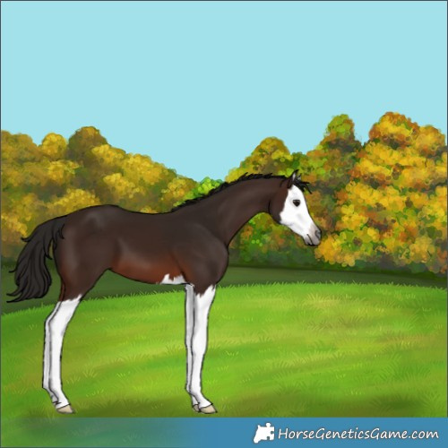 Horse Color:Gray Bay Splash